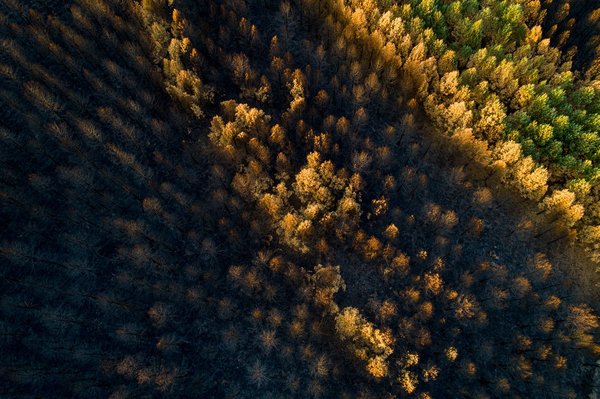 Cameroun: le pillage de forêt continu sans arrêt